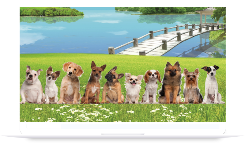 Software Veterinario